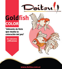 doitsu_goldfish_color_200_220 Doitsu Goldfish Color