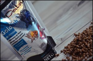 doitsu_goldfish_selection_1000_662 Doitsu Goldfish Selection