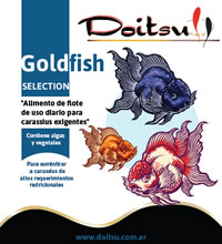 doitsu_goldfish_selection_200_220 Doitsu Goldfish Selection