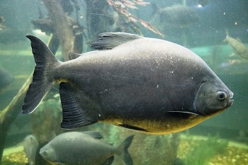 pacu1